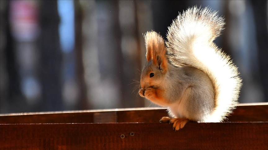 Kars'ta millet bahçesi yabani kuşlar ve sincaplarla renklendi