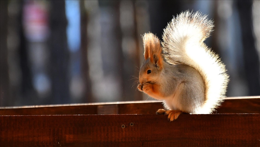 Li Qersê baxçeyê gel bi çivîkên berî û sihorîkan xemilî