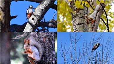 Kars'ta millet bahçesi yabani kuşlar ve sincaplarla renklendi