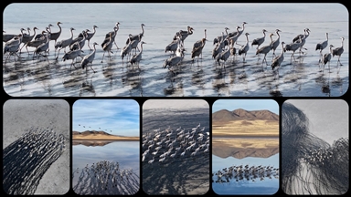 Su seviyesi yükselen Tuzla Palas Gölü'nde kuş popülasyonu arttı