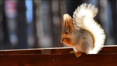 Kars'ta millet bahçesi yabani kuşlar ve sincaplarla renklendi
