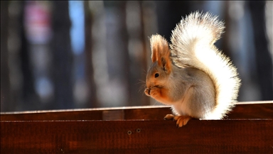 Li Qersê baxçeyê gel bi çivîkên berî û sihorîkan xemilî