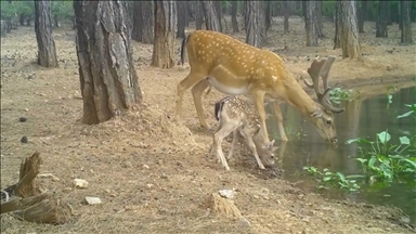 Nesli tehdit altındaki alageyik ve yavruları, su içerken fotokapanla görüntülendi