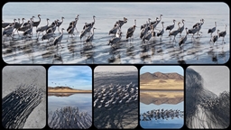 Su seviyesi yükselen Tuzla Palas Gölü'nde kuş popülasyonu arttı