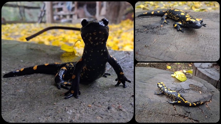 Adana'da nesli tehlike altındaki sarı benekli semender görüldü
