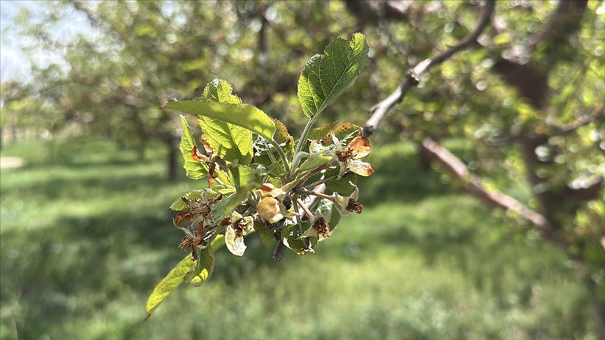 Bu yıl yaşanan zirai don nedeniyle üreticilere 23 milyar liralık hasar tazminatı ödendi
