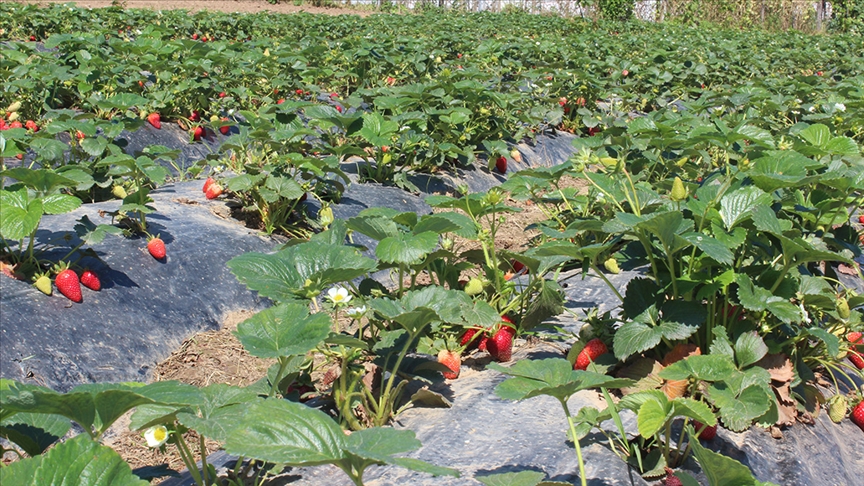 Organik tarım üretimi 1,3 milyon tonu aştı