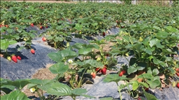 Organik tarım üretimi 1,3 milyon tonu aştı