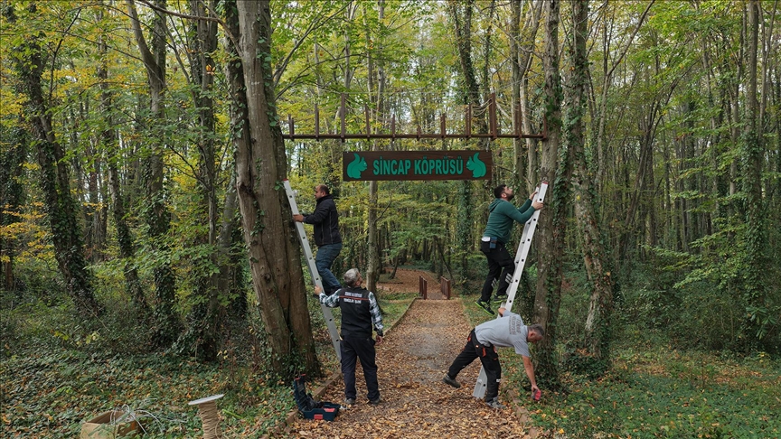 Ormanda sincaplar için köprü yaptılar