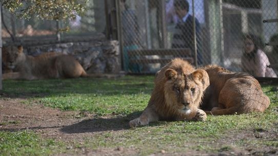 Brazil  luanesha mbyt një vizitor në kopshtin zoologjik