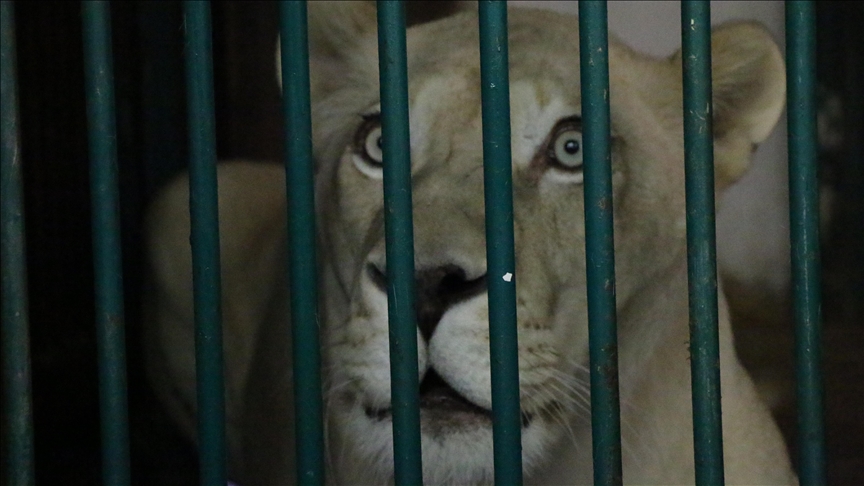 Man killed after entering lioness cage in Brazil