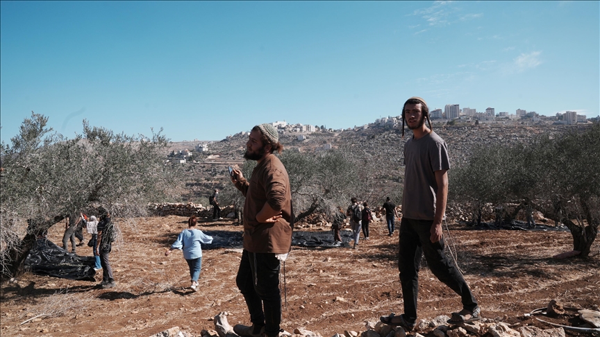 مستوطنون يتلفون 850 شجرة جنوب الضفة الغربية