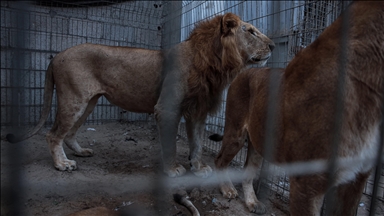 Brezilya'da hayvanat bahçesindeki aslan kafesine giren ziyaretçi, aslan saldırısında öldü