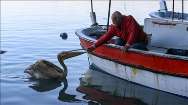 Pelikan "Suzi" balıkçı barınağının müdavimi oldu