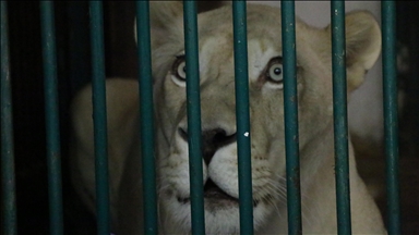 Man killed after entering lioness cage in Brazil