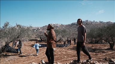 مستوطنون يتلفون 850 شجرة جنوب الضفة الغربية