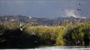 Aras Kuş Cenneti'nde 2025'te 11 bin 298 kuş halkalandı