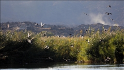 Aras Kuş Cenneti'nde 2025'te 11 bin 298 kuş halkalandı