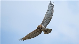 Karacabey Longozu, farklı kartal türlerine ev sahipliği yapıyor