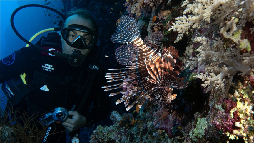 Братските Острови, Дедал и Елфинстоун, места за нуркање во Црвеното Море со најбогат морски биодиверзитет