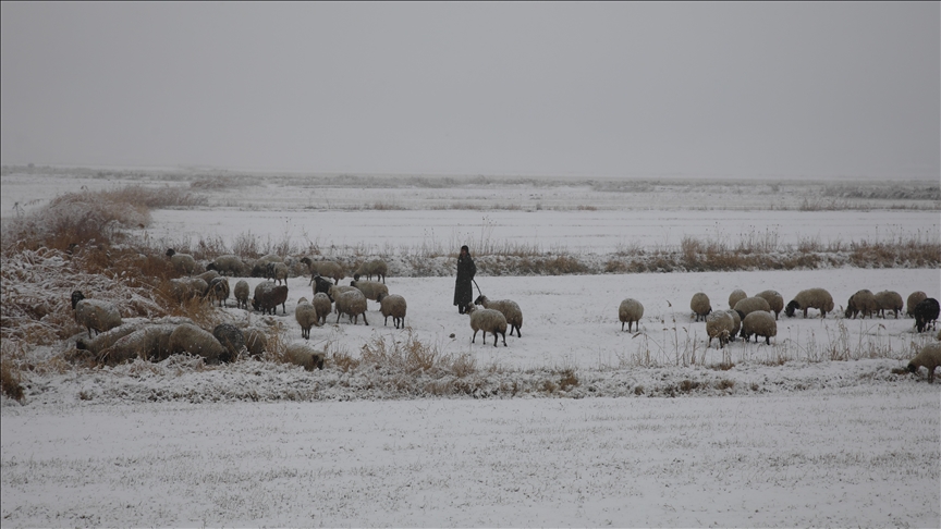 Li Wanê berfê li şivanên ku pezên xwe diçêrandin kir
