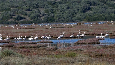 Milas'taki Tuzla Sulak Alanı'nda göçmen kuş yoğunluğu yaşanıyor
