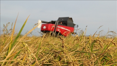 Tarım sigortaları kapsamında kasımda üreticilere 4,2 milyar lira hasar tazminatı ödendi