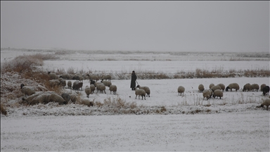Li Wanê berfê li şivanên ku pezên xwe diçêrandin kir