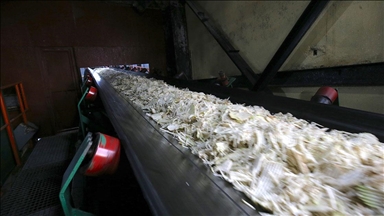 Armanc ew e ku li fabriqeyên Mûş û Wanê 76 hezar û 10 ton şekir were hilberandin