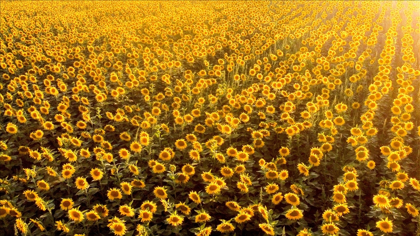 3,000 metric tons of sunflower oil arrive for Rohingya in Bangladesh