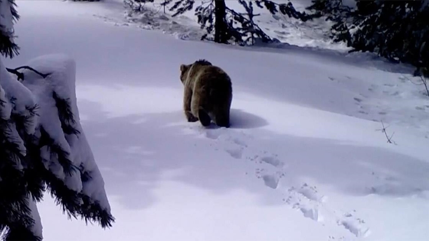 Bozayılar kış uykusu için Sarıkamış'a dönüyor