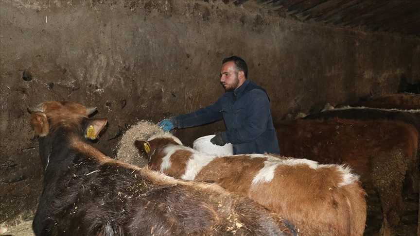Ağrılı genç veteriner tekniker, hibe desteğiyle hayvancılık işini büyüttü