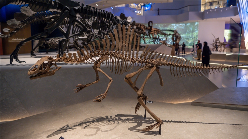 متحف التاريخ الطبيعي بأبوظبي.. معروضات نادرة و"رحلة فريدة" عبر الزمن (تقرير)