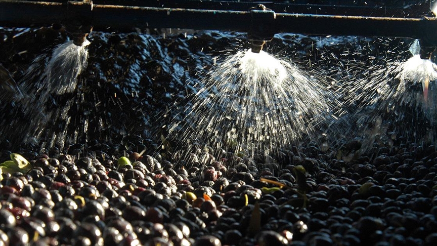 Zeytin sıkımında kullanılan su, tarıma "altın su" olarak dönecek