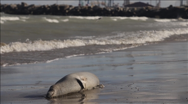 Over 320 dead seals discovered on Caspian Sea coast in Dagestan