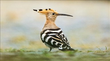 Перелетные птицы используют побережье Ризе как «убежище»