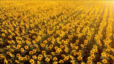 3,000 metric tons of sunflower oil arrive for Rohingya in Bangladesh