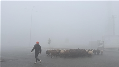 Li Îdirê mij û moraneke zêde çêbû