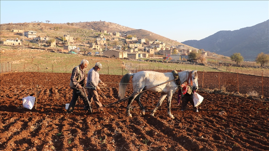 Li Batmanê çandiniya sîrên mehîna ya tescîldar destpê kir