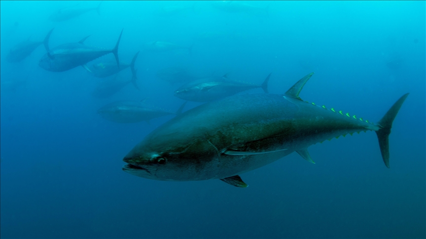 Türkiye'nin mavi yüzgeçli orkinos kotası 3 bin 95 tona yükseldi