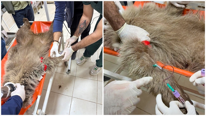 Ayı yavrusu "Umut"a ateş eden kişinin izi mermi çekirdeğiyle sürülecek