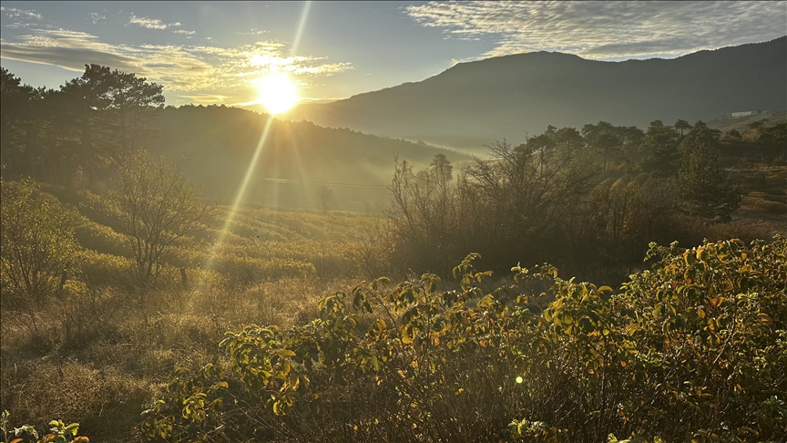 Baxçeyên gulên Ispartayê zer û tûtik bûn