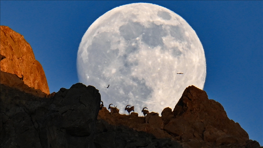 Turqi  dhitë e egra në majë të një mali ofrojnë pamje mbresëlënëse me Hënën e plotë në sfond