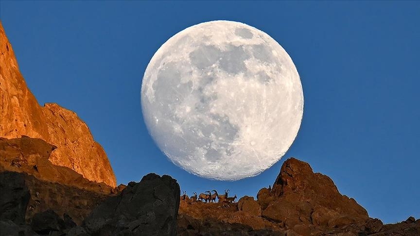 Li Wanê bizinkoviyên tepa çiyê bi heyva çardeşevî ra hatin kişandin