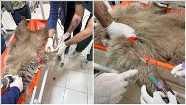 Ayı yavrusu "Umut"a ateş eden kişinin izi mermi çekirdeğiyle sürülecek