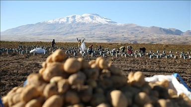 Li Bidlîsê rakirin û berhevkirina kartolan dewam dike