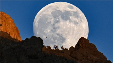 Загрозените видови диви кози под полна месечина низ планинските врвови на турски Ван