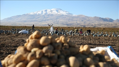 Doğu'nun "patates havzası" Bitlis'te hummalı hasat mesaisi