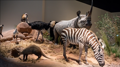 Novi muzej prirode u Abu Dhabiju privlači posjetioce iz cijelog svijeta