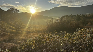 Isparta'nın gül bahçeleri sarı ve turuncuya büründü